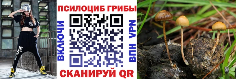 купить наркотик  Староминская  Галлюциногенные грибы Psilocybine cubensis 